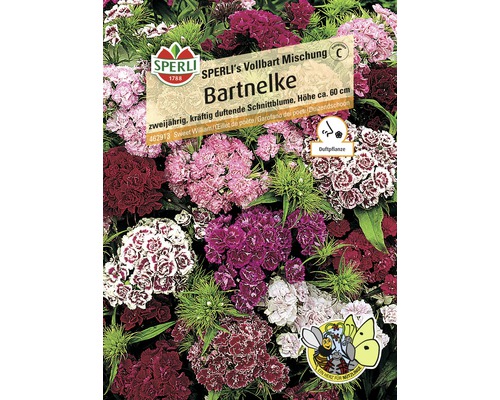 Blumensamen Sperli Bartnelke 'Vollbart Mix'