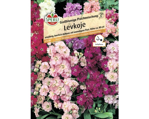 Levkoje Sperli Blumensamen 'Großblumige Prachtmischung'