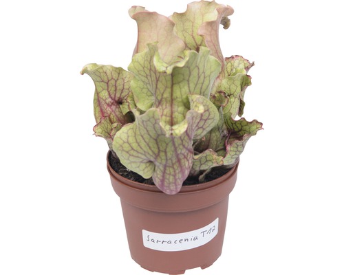 Kannenpflanze Sarracenia im Topf