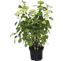 Ballhortensie 'Annabelle' FloraSelf Hydrangea arborescens 'Annabelle' H 60-80 cm Co 10 L