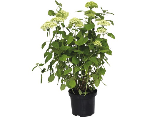 Ballhortensie 'Annabelle' FloraSelf Hydrangea arborescens 'Annabelle' H 60-80 cm Co 10 L