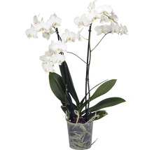 Weiße Orchidee in einem transparenten Topf.