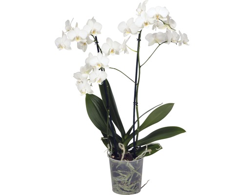 Schmetterlingsorchidee FloraSelf Phalaenopsis multiflora H 50-65 cm Ø 12 cm Topf weiß