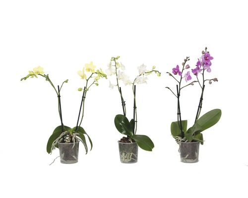 Drei Mini-Orchideen in Töpfen