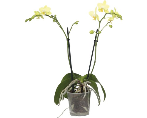 Gelbe Orchidee im Topf
