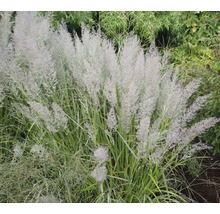 Chinaschilf im Garten