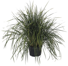 Ziergras im Topf für den Garten