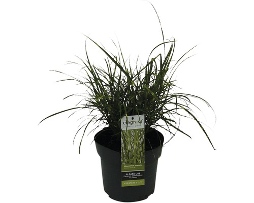 Zwerg-Chinaschilf Zebraschilf FloraSelf Miscanthus sinensis 'Strictus Dwarf' H 10-100 cm Co 6 L