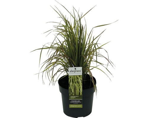 Reitgras FloraSelf Calamagrostis x acutiflora 'Eldorado' spät H 10-80 cm Co 3 L Pflanze Calamagrostis x acutiflora Karl Foerster im Topf
