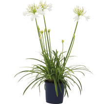 Schmucklilie mit weißen Blüten in einem Topf