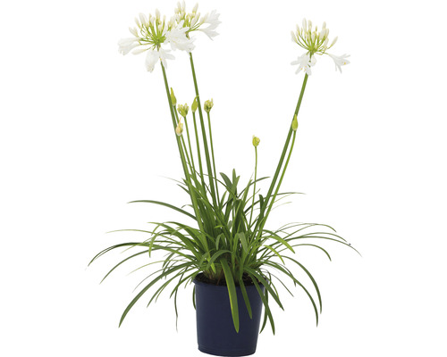 Schmucklilie mit weißen Blüten in einem Topf