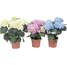 Drei Hortensien in Töpfen mit Blüten