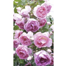 Nahaufnahme einer Kletterrose mit Blüten