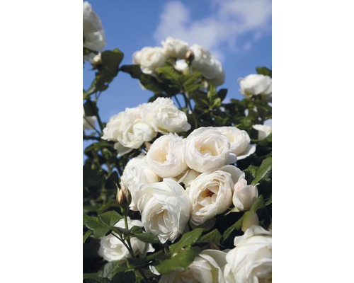 Nahaufnahme von weißen Rosenblüten vor blauem Himmel