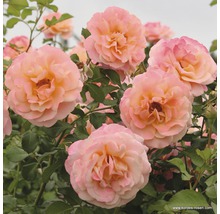 Nahaufnahme einer Rose mit Blüten