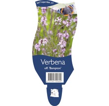 Etikett der Verbena Bampton Pflanze