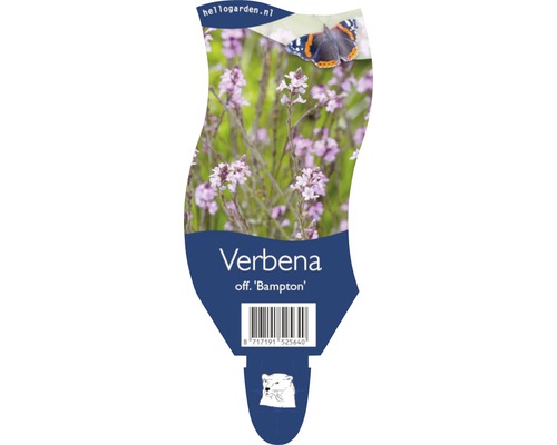 Echtes Eisenkraut FloraSelf Verbena officinalis 'Bampton' H 20-40 cm Co 5 L