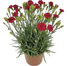 Nelke im Topf mit roten Blüten