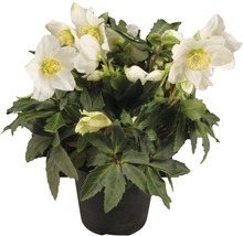 Christrose in einem Topf