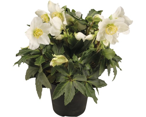 Christrose in einem Topf