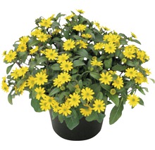 Topf mit Goldmarie Pflanze