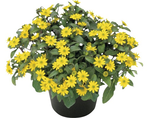 Husarenknopf Sanvitalia procumbens Ø 12 cm Topf Topf mit Goldmarie Pflanze