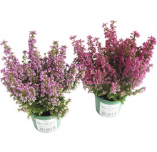 Zwei Erika Pflanzen im Topf