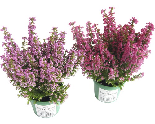 Zwei Erika Pflanzen im Topf