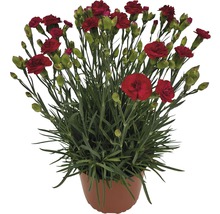 Rote Nelken in einem Topf