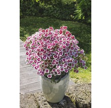 Nelken im Topf auf einer Mauer im Garten