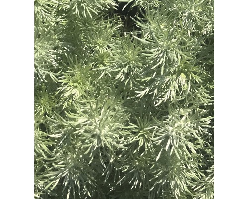 Eberraute, Cola-Strauch Artemisia abrotanum H 5-20 cm Co 0,5 L
