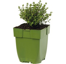 Italienischer Thymian Thymus vulgaris 'Faustini' H 5-20 cm Co 0,5 L
