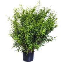 Bambuspflanze im Topf