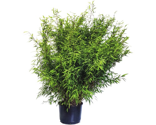 Bambuspflanze im Topf