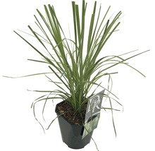 Zitronengras im Topf