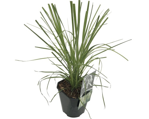 Zitronengras im Topf