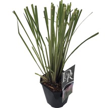 Zitronengras in einem Topf