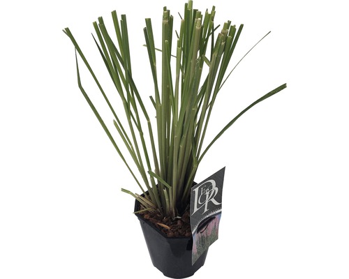 Zitronengras in einem Topf