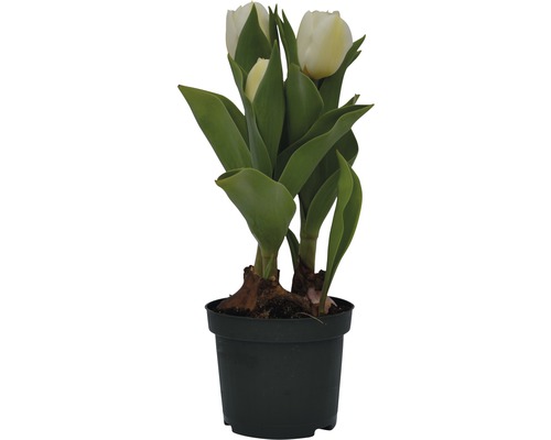 Topf mit weißen Tulpen