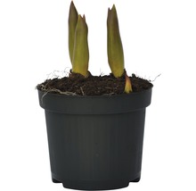 Hosta-Pflanze in einem Topf