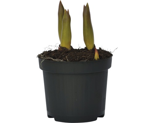 Hosta-Pflanze in einem Topf