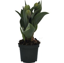 Tulpen in einem Topf