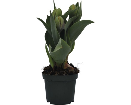 Tulpen in einem Topf