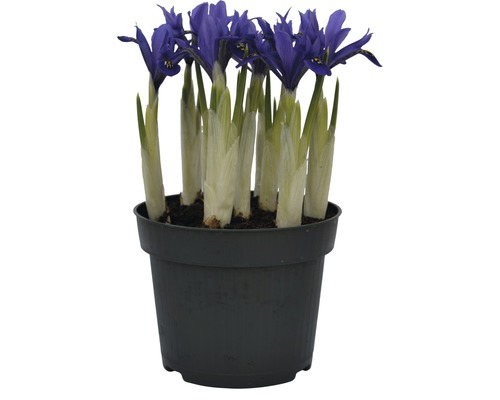 Schwertlilie 'Harmony' FloraSelf Ø 12 cm blau-gelb
