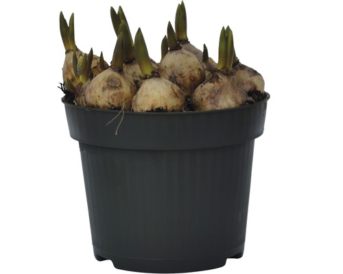 Blumenzwiebeln in einem Topf