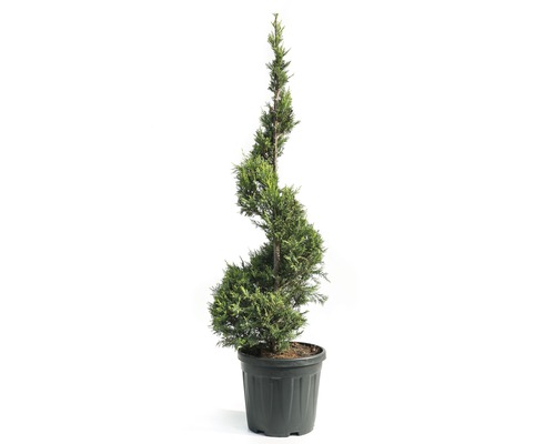 Gelbe Leyland-Zypresse Spirale Cupressocyparis leylandii 'Castlewellan Gold' H ca. 125 cm Co 18 L