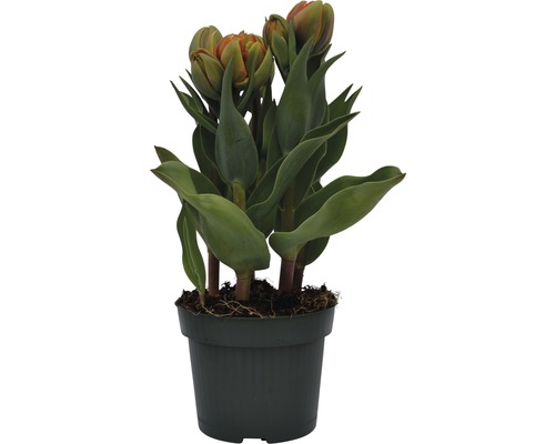 Tulpe in einem Topf