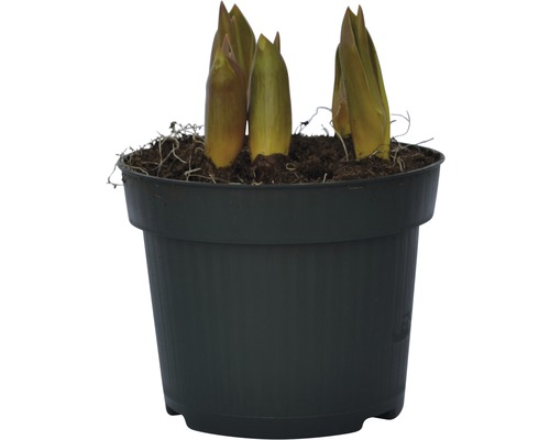 Tulpe in einem Topf