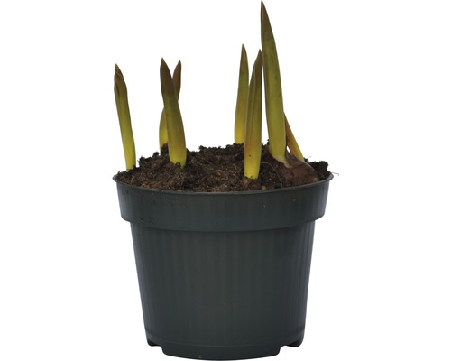 Gladiolenzwiebeln in einem Topf mit Erde