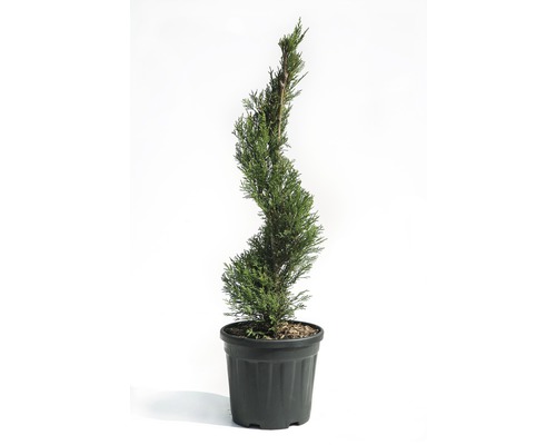 Leyland-Zypresse Spirale FloraSelf Cupressocyparis leylandii 'Pyramidalis' Co 9 l H 80 cm Gewundener Zypressenbaum im Topf
